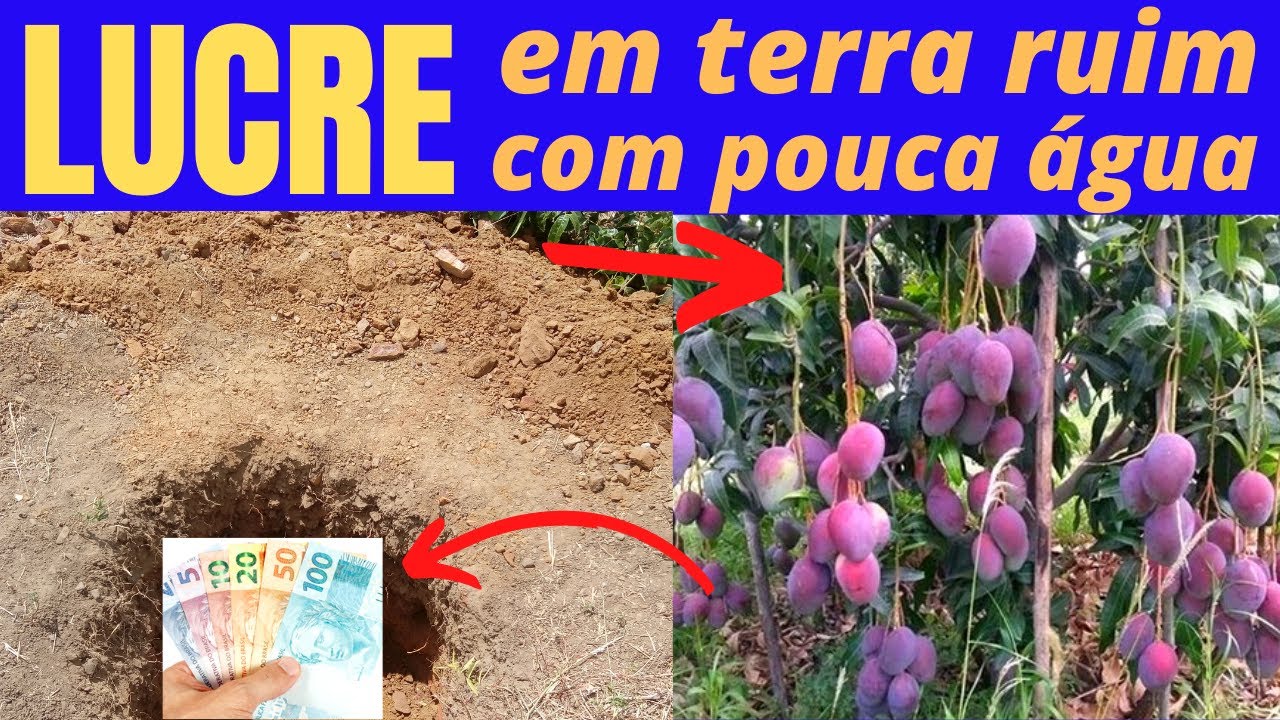 ПРИБЫЛЬ + 17 тыс. В TERRA BAD и DROUGHT на посадках МАНГО.