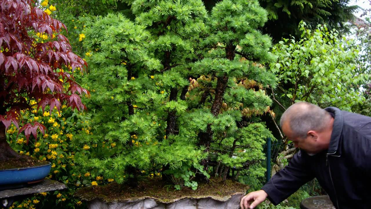 Merlins Bonsaireise - Rosa & Johann Kastner