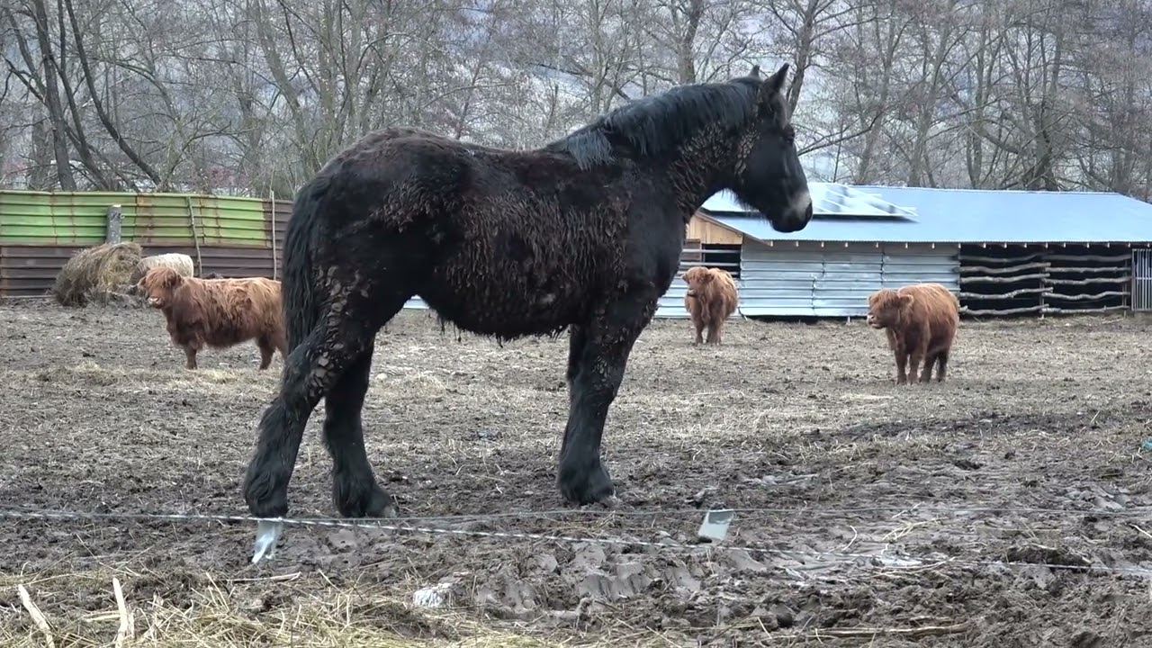 In vizita la ferma lui Vicente de la Suciu de Jos, Maramures