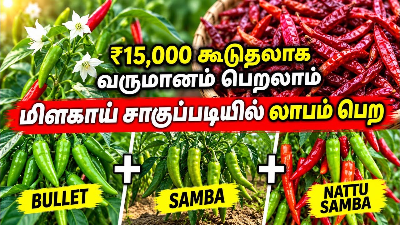அதிக லாபம் தரும் மிளகாய் சாகுபடி | green chilli cultivation in tamil | Capsicum frutescens harvest