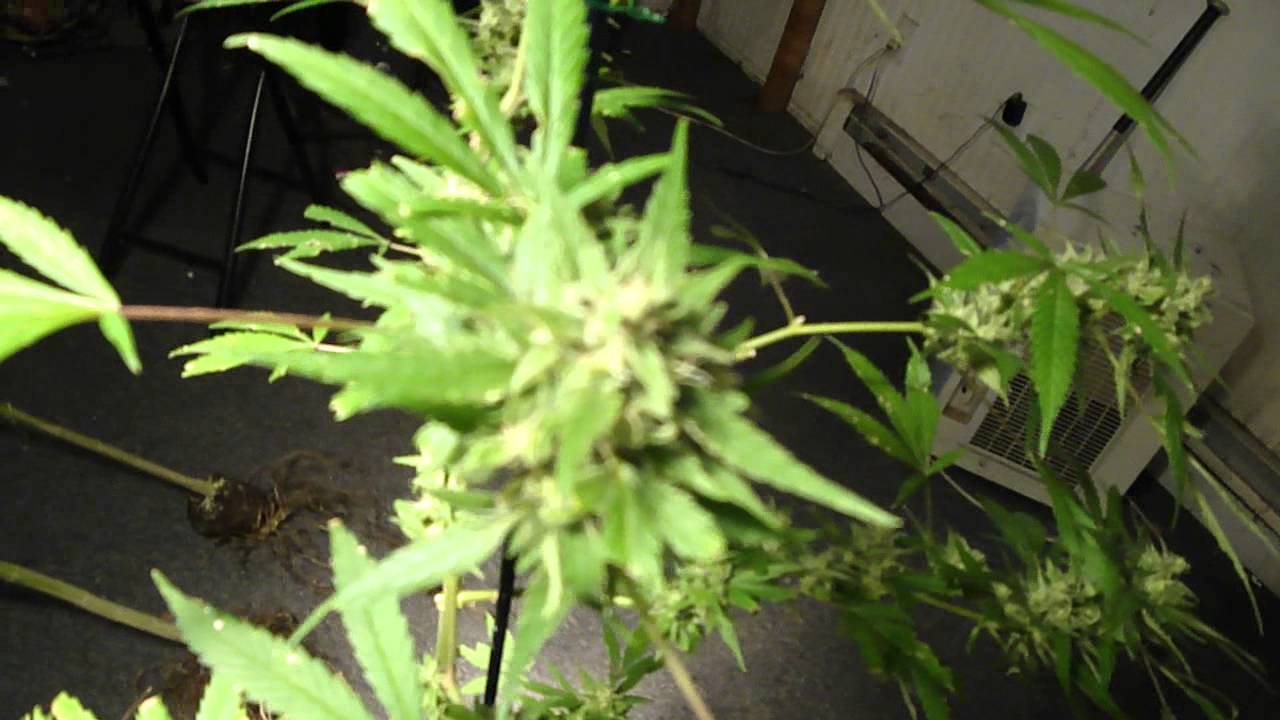 Suburban Grower 02