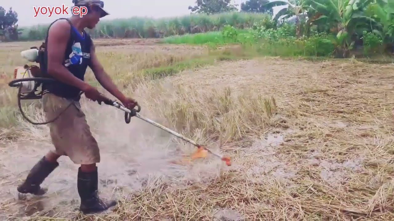 NIKAT MESIN POTONG JERAME MEMOTONG DI LAHAN PENUH AIR !!