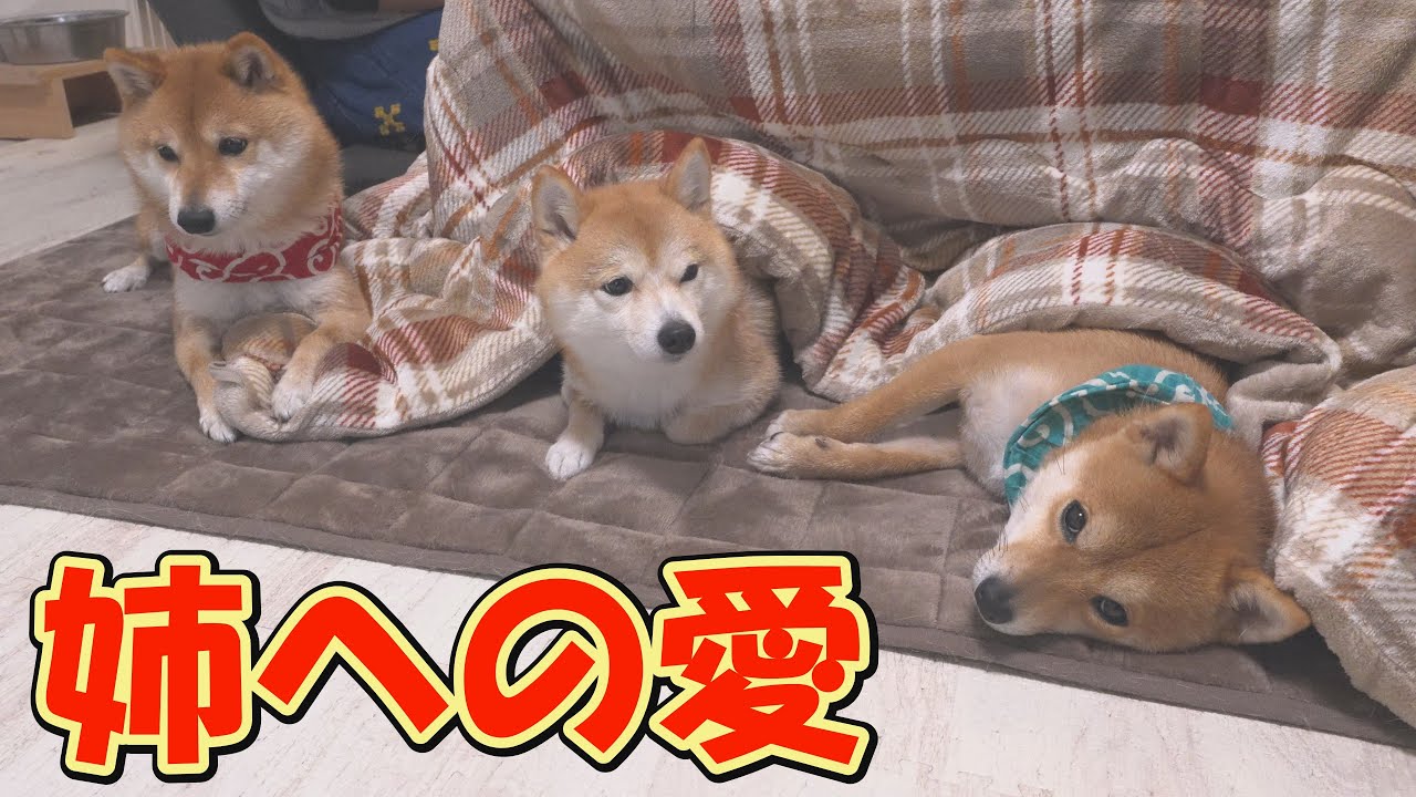 毛刈後脱毛症に苦しむ姉柴犬の横に、そっと寄り添う弟柴犬が尊すぎました。