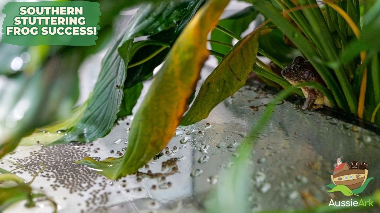 SOUTHERN STUTTERING FROG BREEDING SUCCESS!