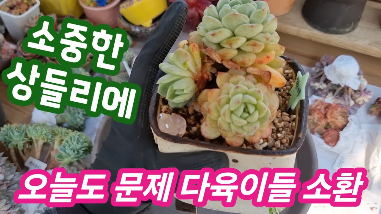 문제 다육이들 소환했어요~ 예뻤던 샹들리에, 젤리공주가 물렀어요😂 #다육이 #다육식물 #succulent 