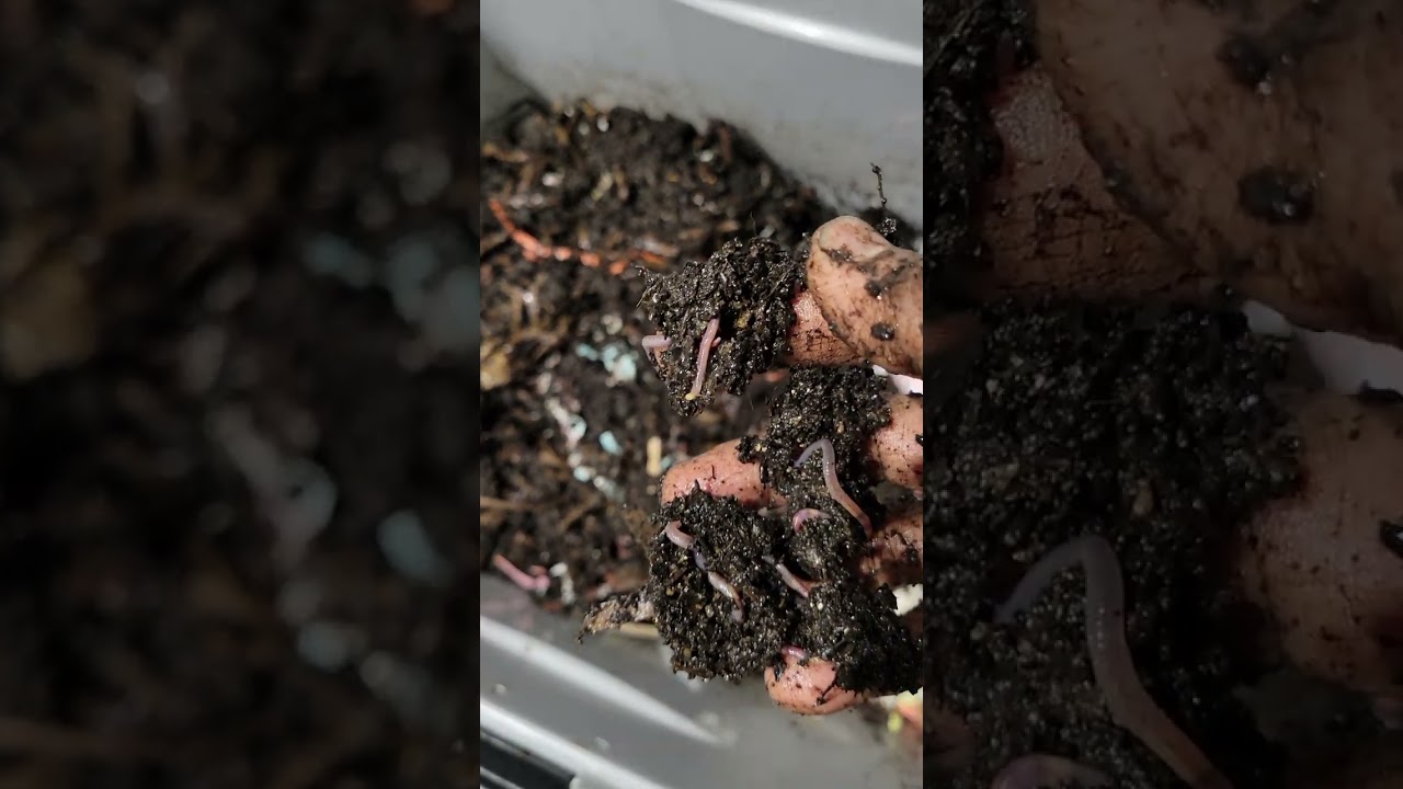 My first video on worm farming as a Newbie. 