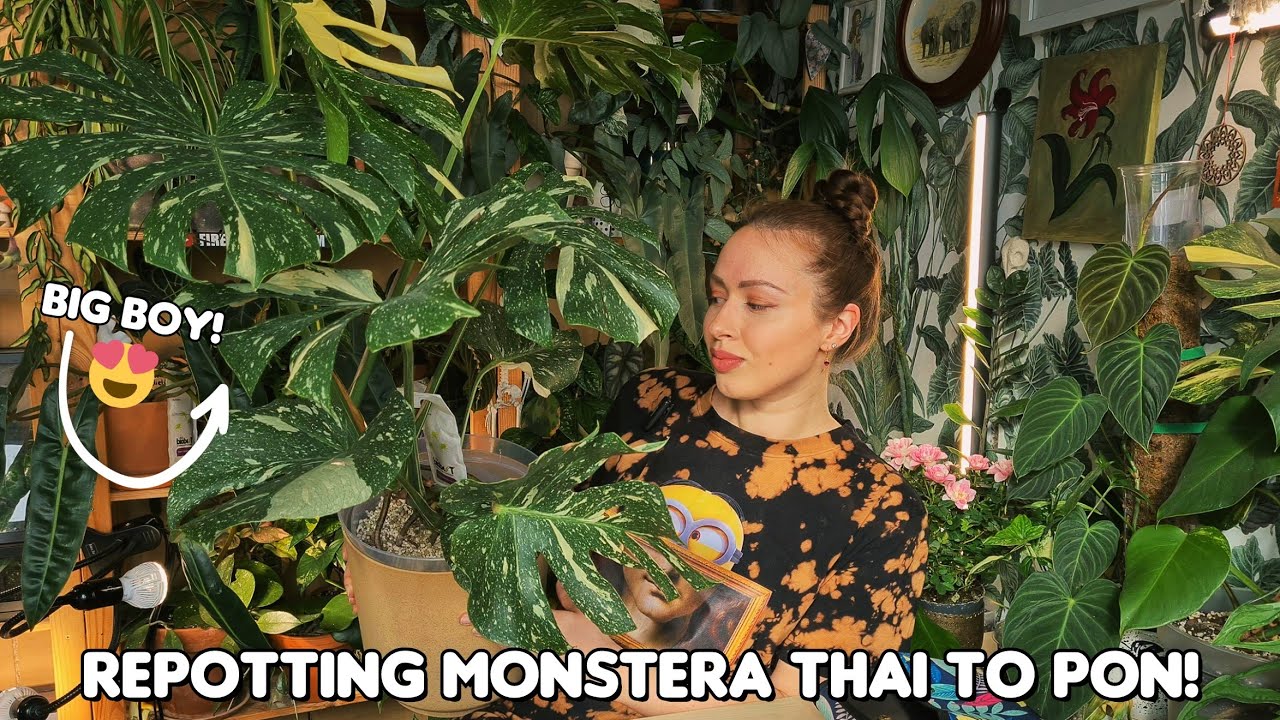 Repotting my large Monstera Thai Con to PON / semi-hydro 🌿💧