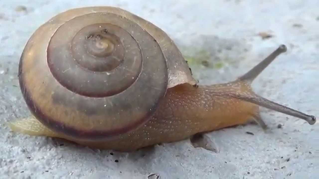 CARACOL - Meu jardim !
