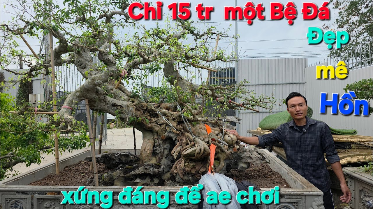 Choáng ngợp Em Ngọc đá Cây Về ngập Sân,Thực sự Cây khắp mọi miền đất nước Mang đến để làm Đá..