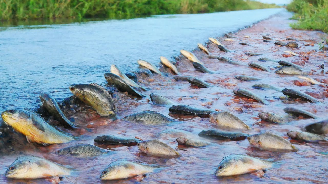 I caught a lot of fishes swimming cross on the road flooding!