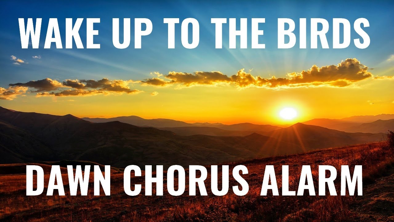 Dawn Chorus Gentle Alarm Clock | 10 Hour Delay Then Gentle Awakening