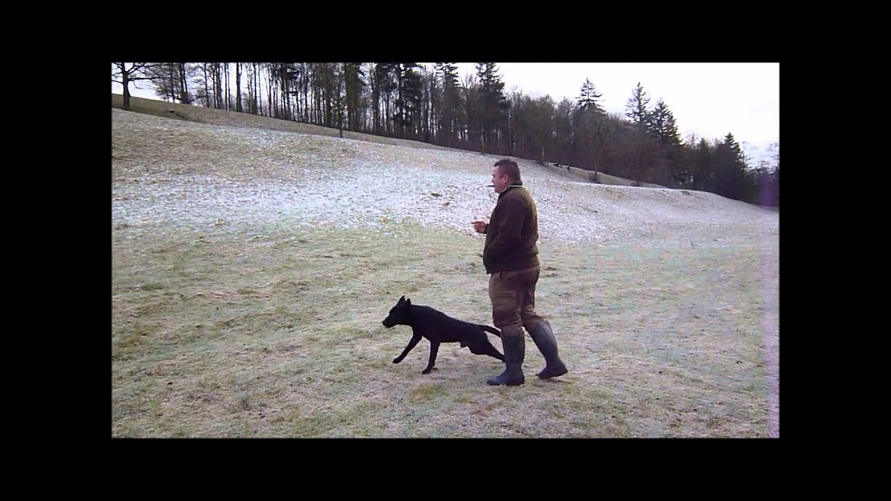 Gun dog training stop and directional training kbs
