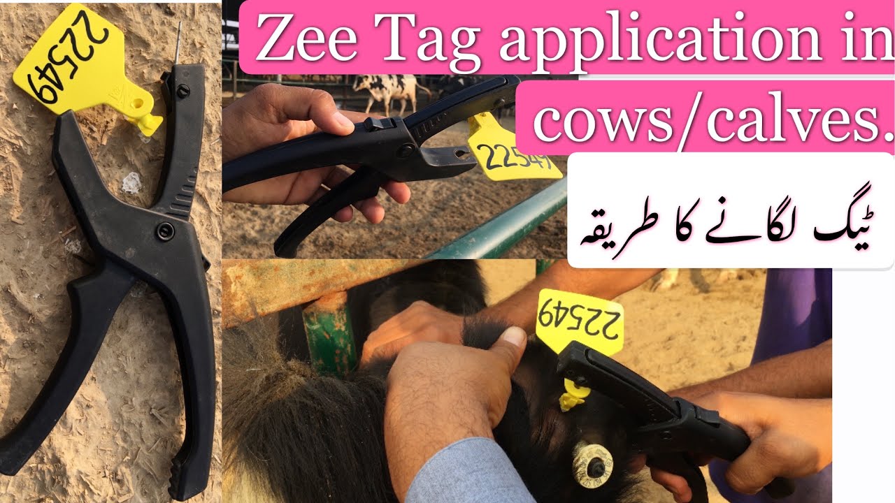Zee Tag application in animals/Cows | Tag Application in cow | How to Apply Cattle Tags