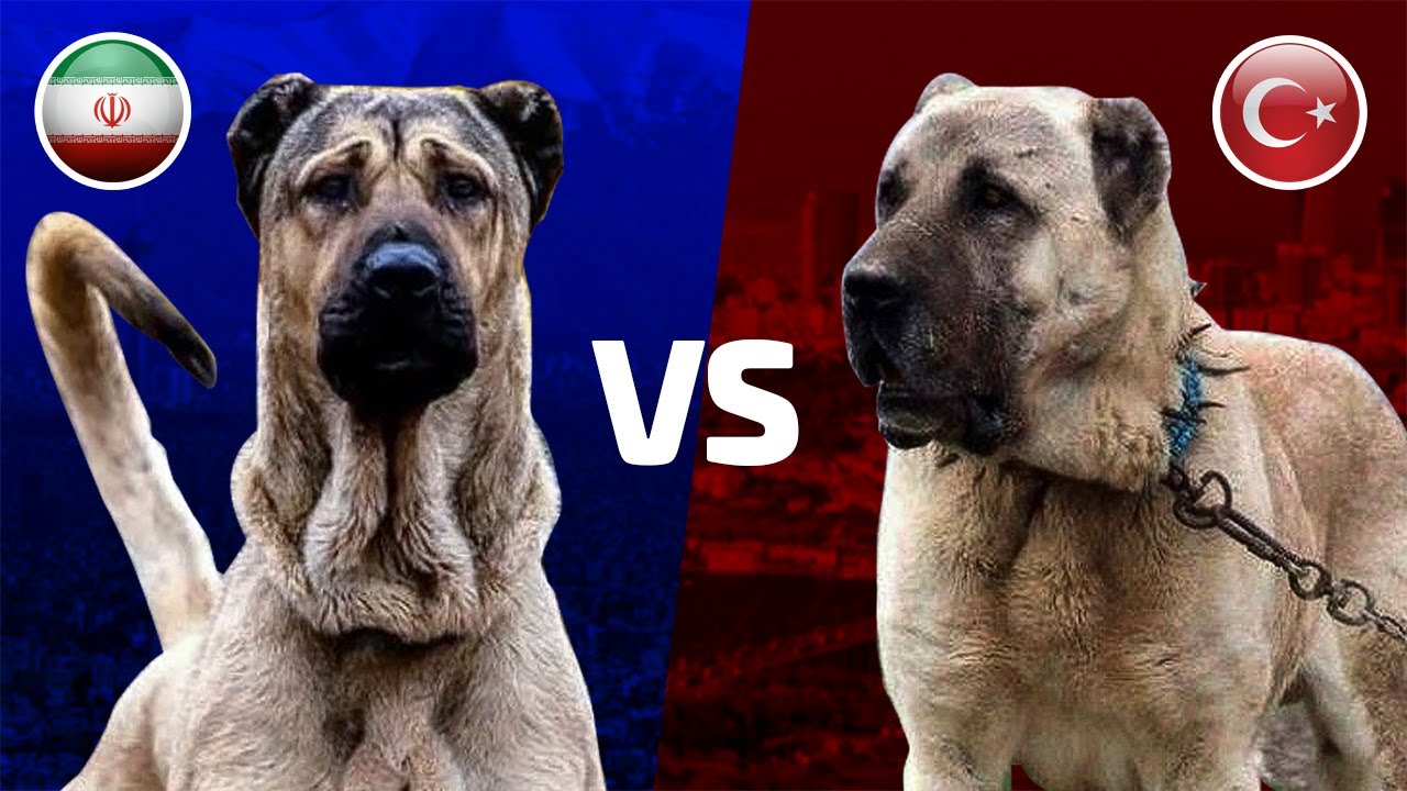 جنگ سگ سرابی با سگ کانگال 🔥 Sarabi vs Kangal