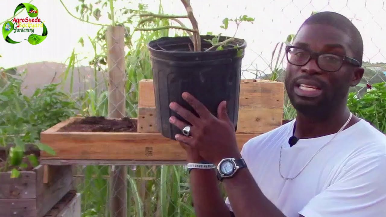 Tomato Gardening || Transplanting A Mature  Rescued Tomato Tree || Agrosuede ✔