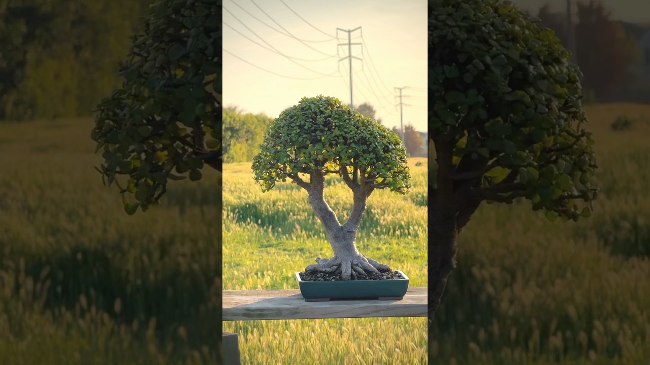 Portulacaria afra bonsai #bonsai #bonsaitree #bonsaigarden #howtobonsai #portulacariaafra #dwarfjade