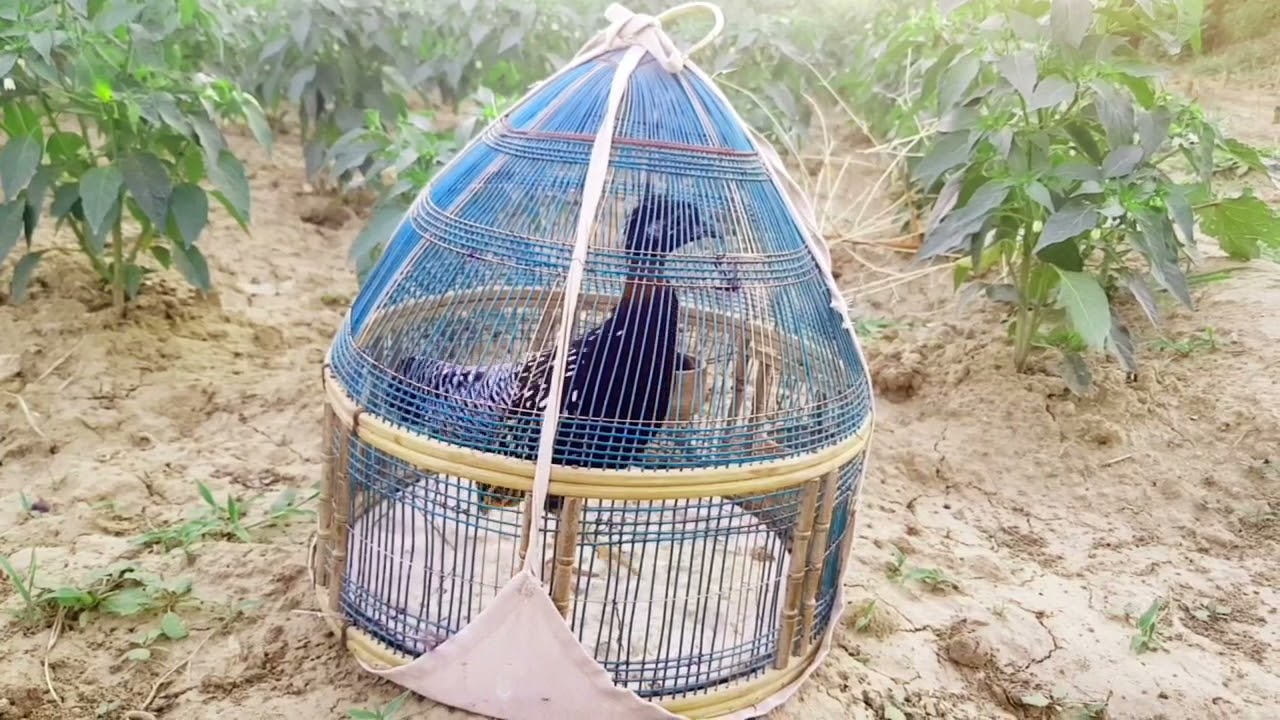 Black Francolin | Teetar Ki Awaz | Black Francolin Calling | Training Video