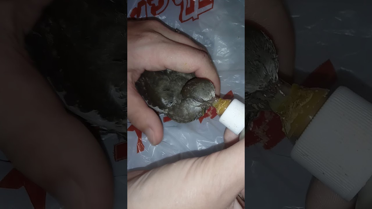 HOW TO FEED BABY DOVE CHICK ! MEET DOVE BABY NO 2
