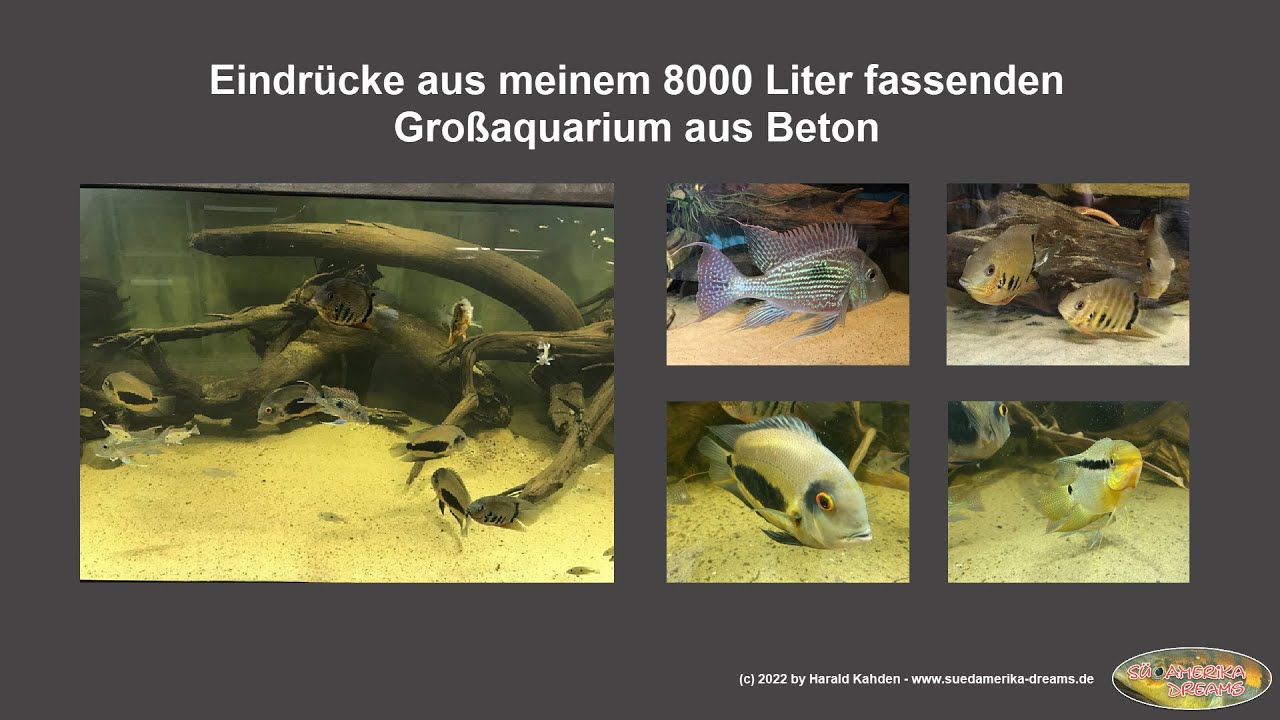 8000 l fassendes Groß-Aquarium mit einem Besatz aus südamerikanischen Cichliden