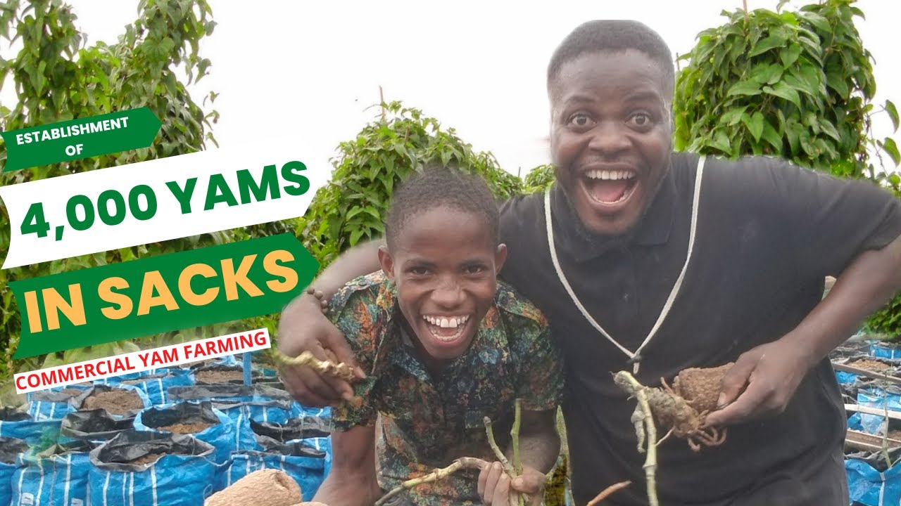 ESTABLISHING 4,000 YAMS IN SACKS/ YAM FARMING/ sack farming/ Commercial yam farming in sacks/