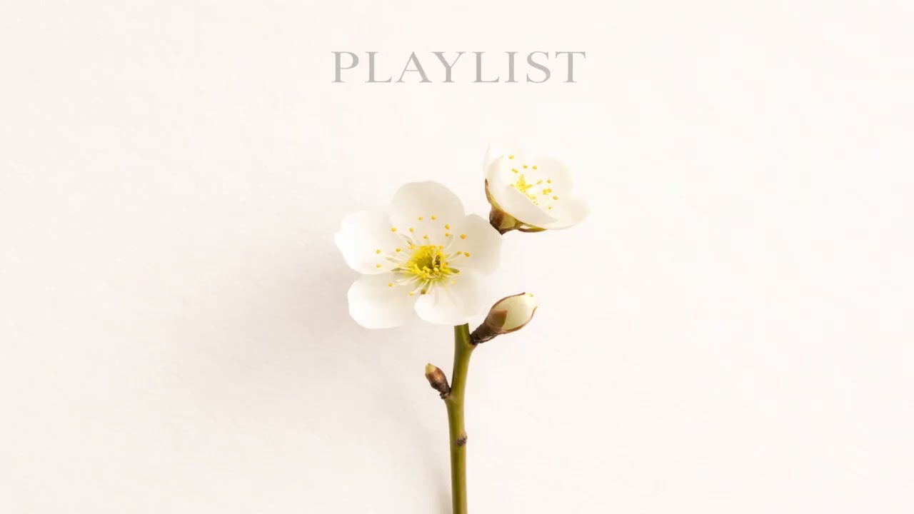 Cozy Afternoon Cafe Pop | 따뜻한 햇살 아래 좋은 노래들