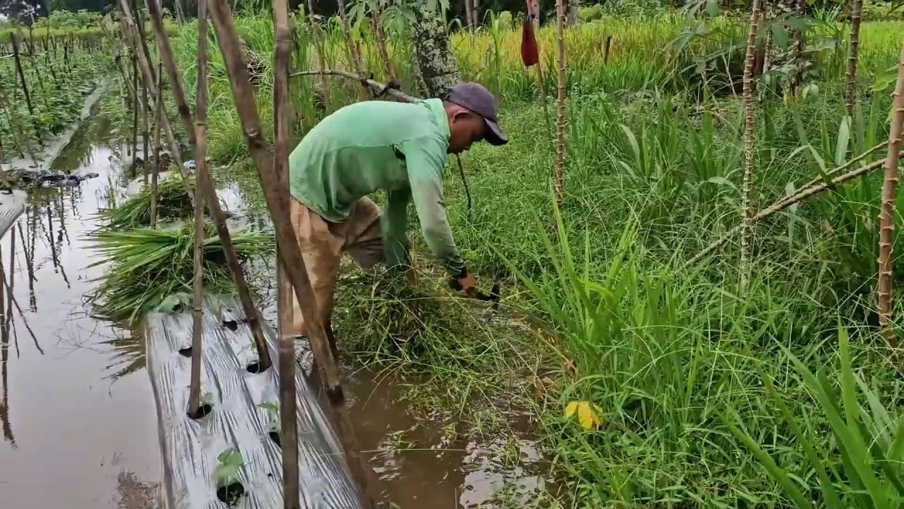FROM OVERGROWN TO CLEAN – HOW GENIUS FARMERS USE SICKLES FOR WEED-FREE FIELDS!-agriculture farming