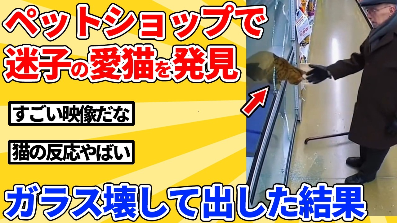 【2ch動物スレ】行方不明の愛猫がペットショップで売られてる→ガラス壊して助け出した結果