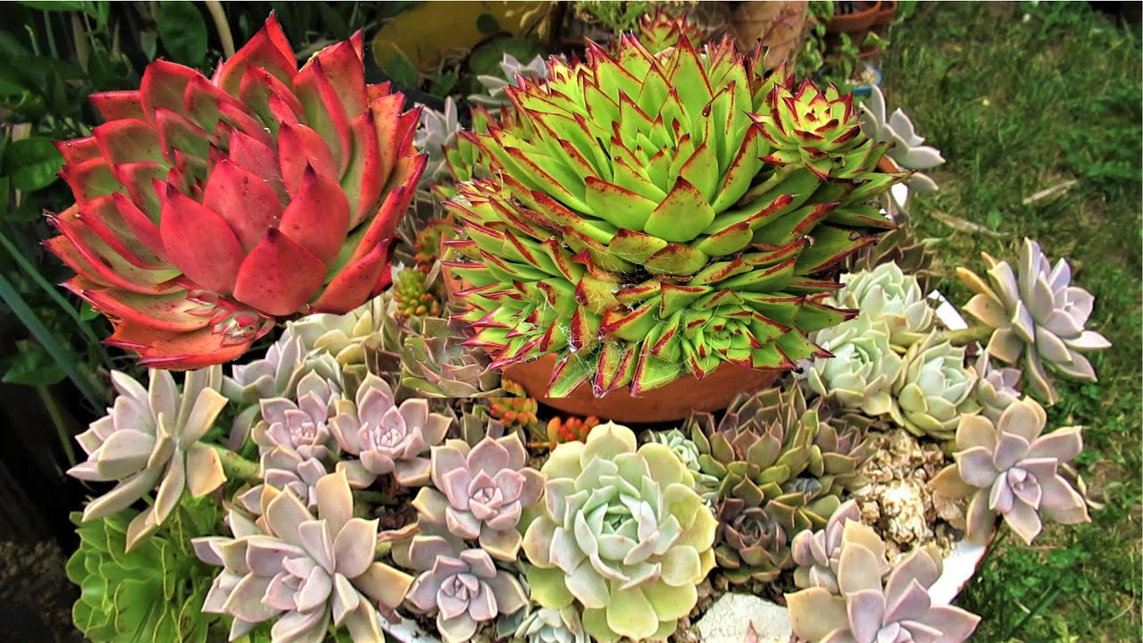 SUN vs SHADE on Succulents | Growing Succulents with LizK
