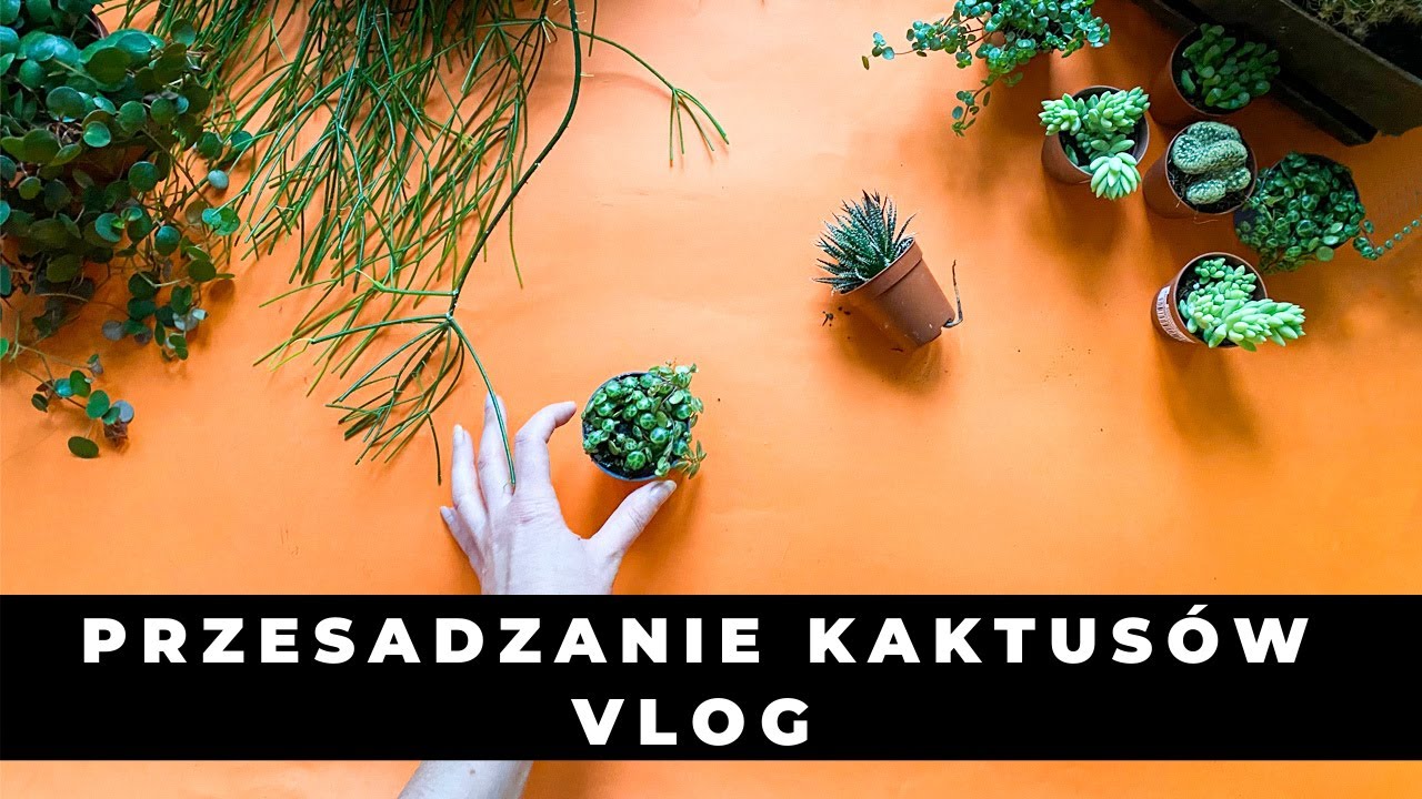 Jak przesadzać KAKTUSY, sukulenty i ROŚLINY DELIKATNE wrażliwe 🌱 Vlog 🌱