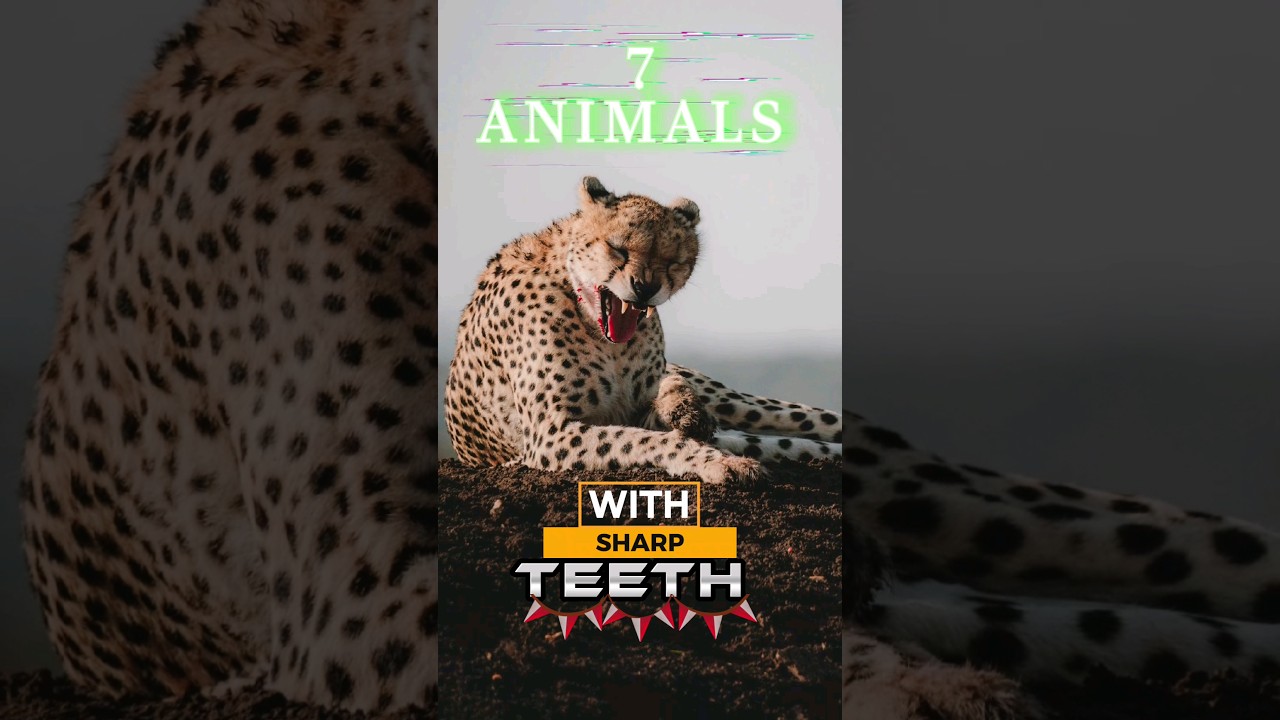 7 Animals with sharp Teeth|| Animals with razor-Sharp teeth #viral #shorts #animals