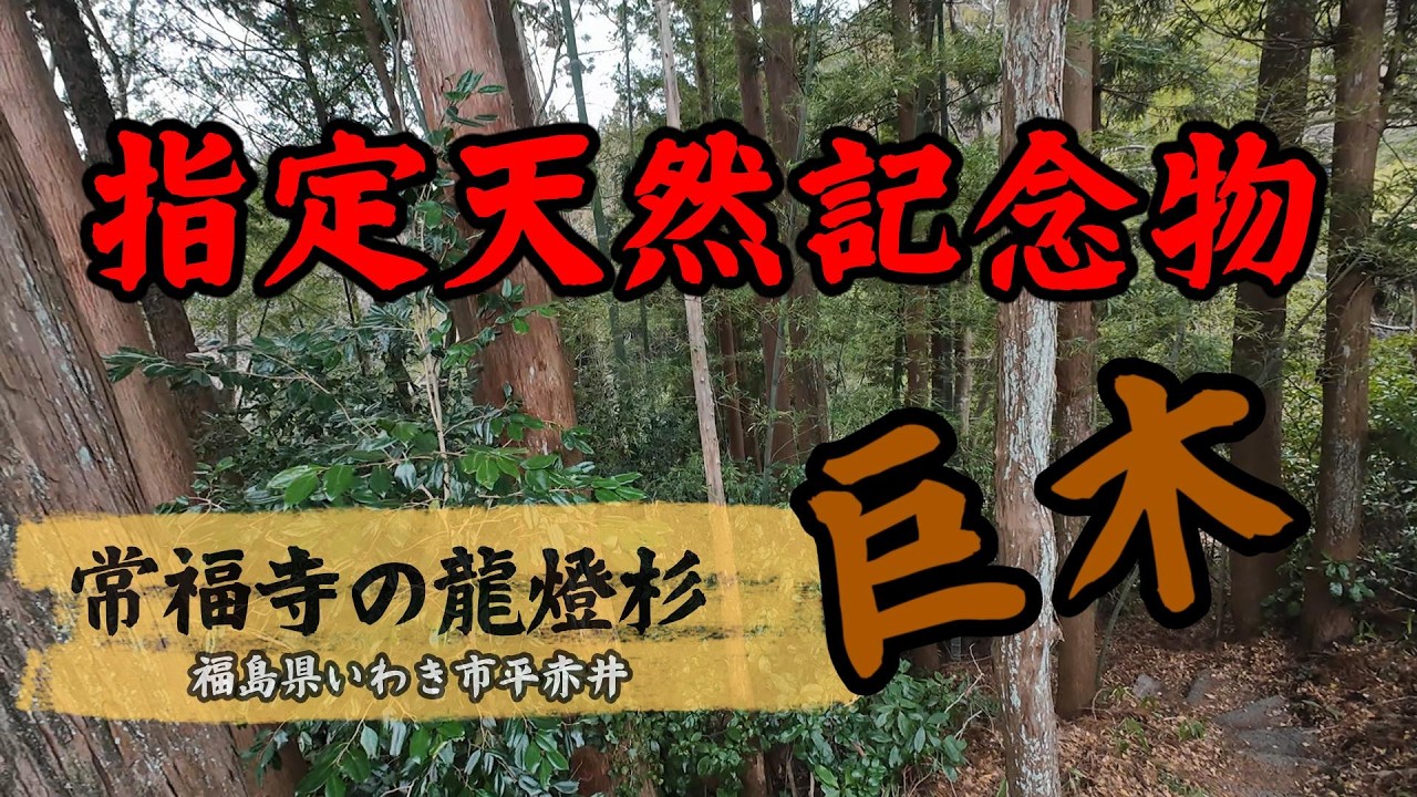 【常福寺の龍燈杉】いわき市　ミスターそうきちのパワースポット
