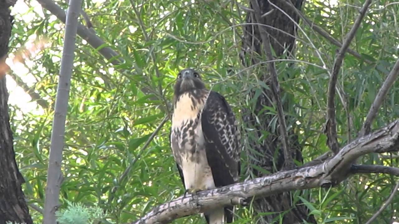 RED-TAILED HAWK calling at the Bill Williams River National Wildlife Refuge
