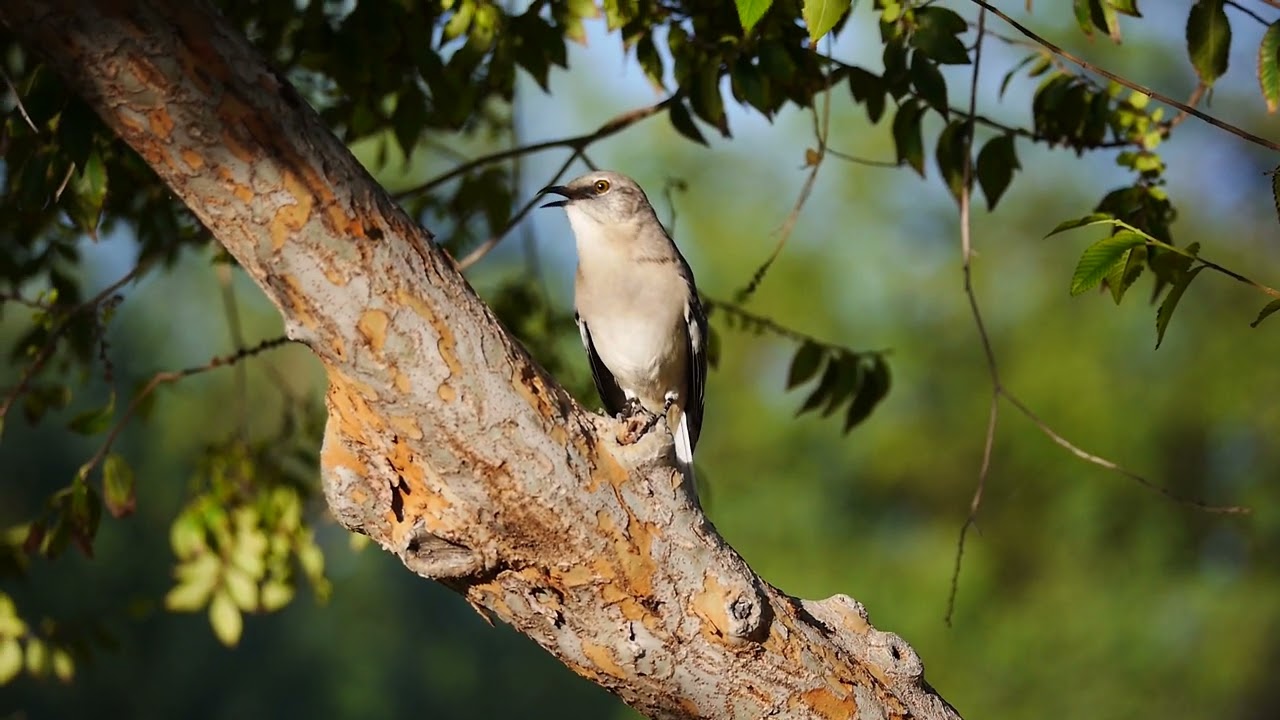 Mockingbird Imitates Car Alarm