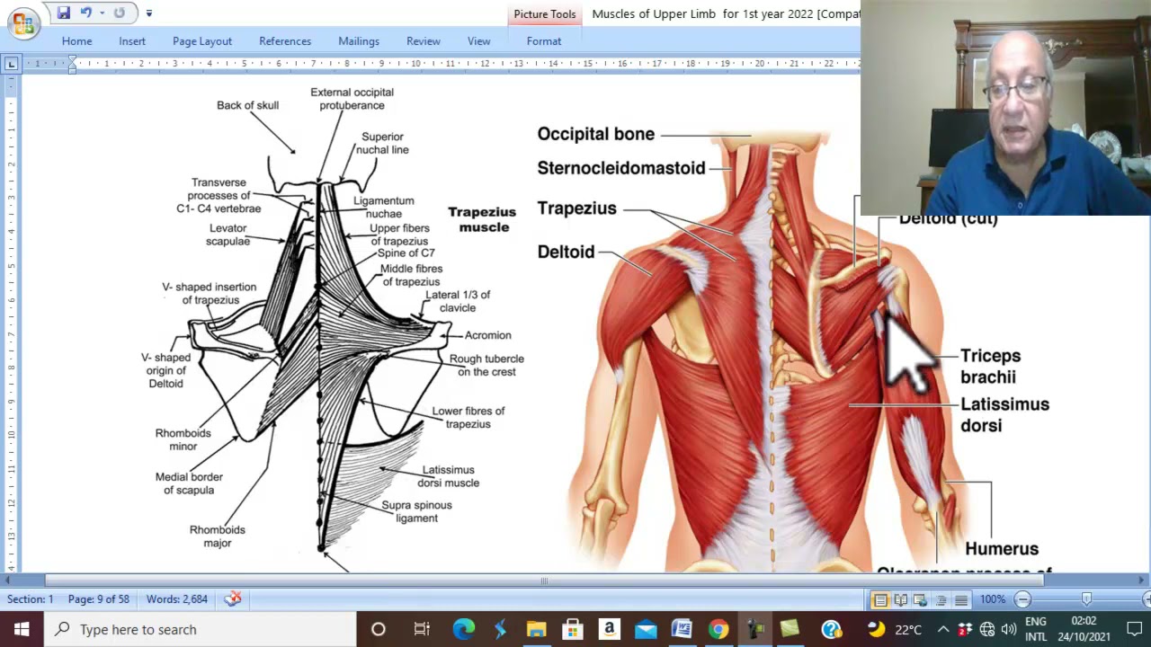 Musculo-skeletal Module I in Arabic 12 ( Levator scapulae & Rhomboids Muscles ) , by Dr. Wahdan 2022