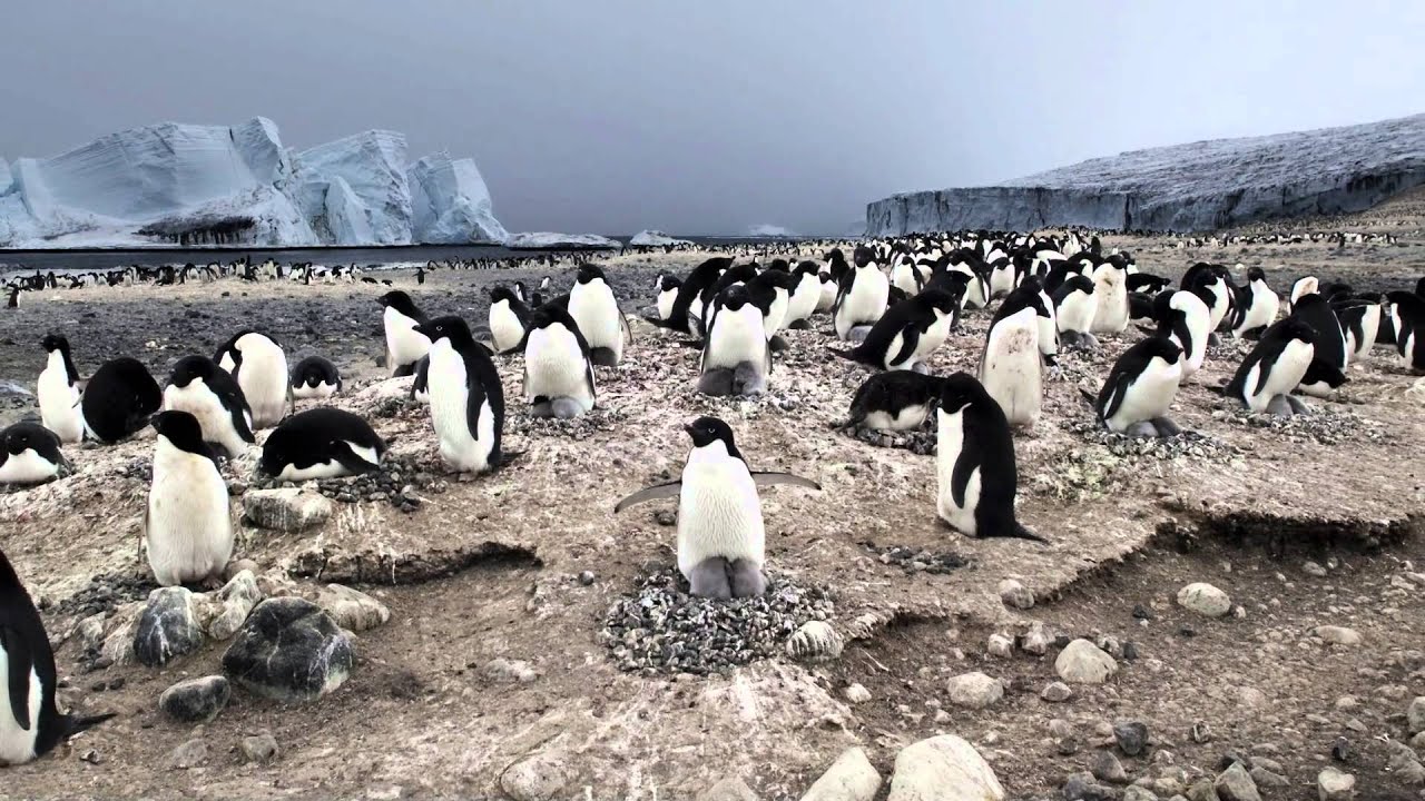 If Only Every Day Was World Penguin Day