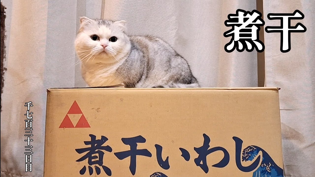 煮干　こねこ成長日記　千七百三十三日目
