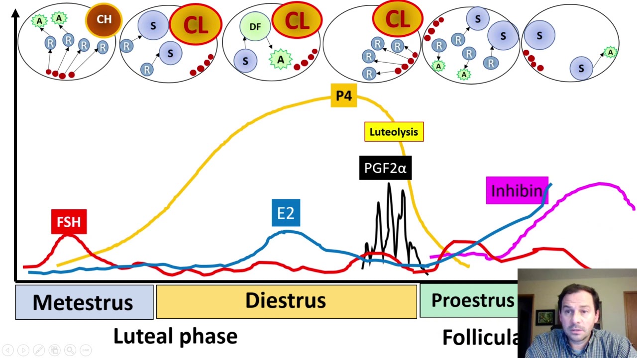 Physiology of the Estrous cycle and follicular growth waves in cattle