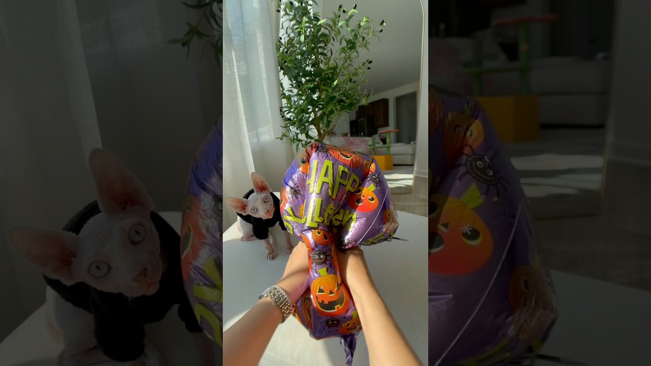 Лучший лайфхак с воздушными шарами на Хэллоуин #diy #halloween #halloweenhacks #party #momblogger...