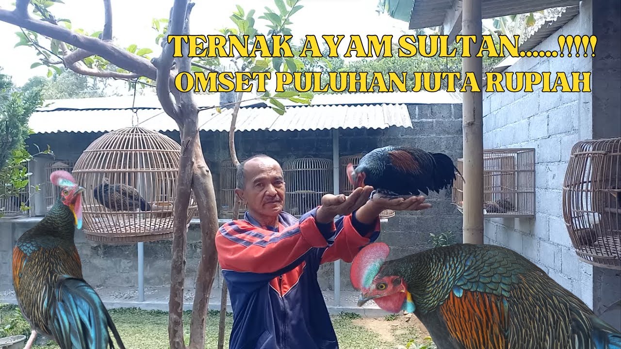 USAHA TERNAK PALING MENGUNTUNGKAN YANG JARANG ORANG TAU