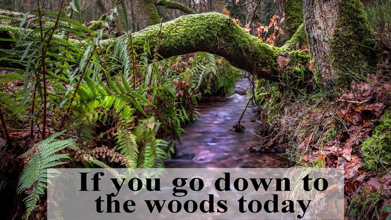 Woodland Photography on the Quantock Hills