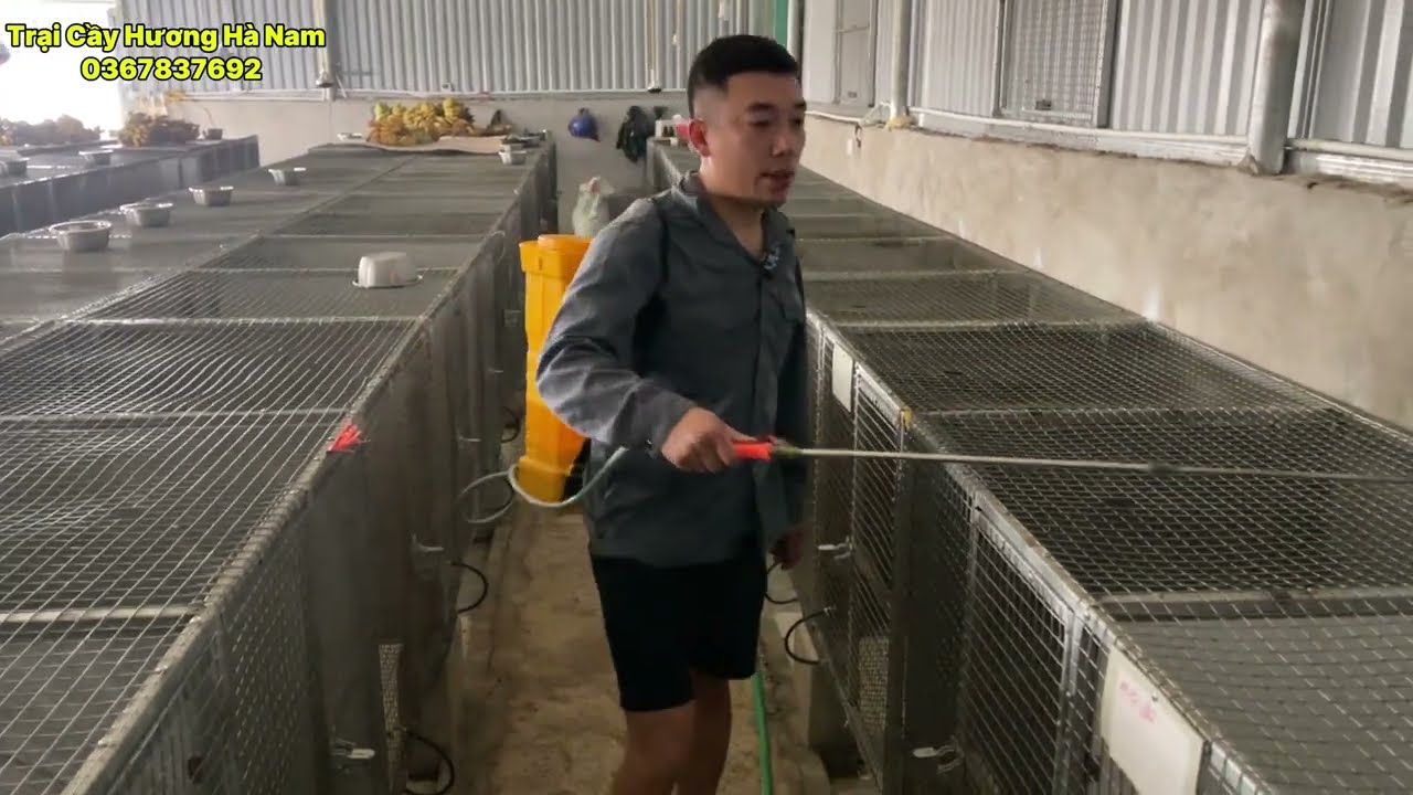 phun diệt khuẩn chuồng định kỳ cho con cầy Hương