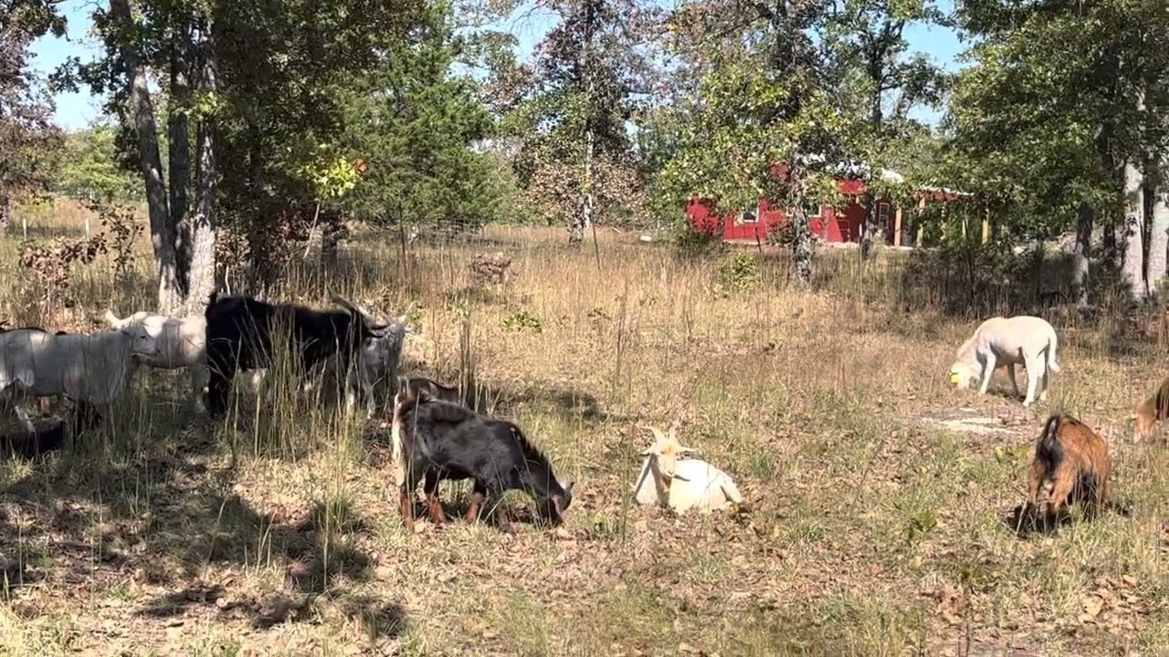 Kiko/Spanish cross goats, extremely parasite resistant Billy goats for sale.