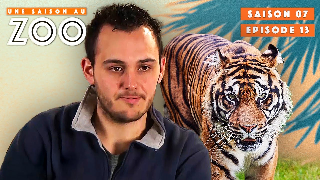 Pose d'implant pour Wanita la Tigresse de Sumatra | S07EP13 | Émission Intégrale | Une Saison Au Zoo