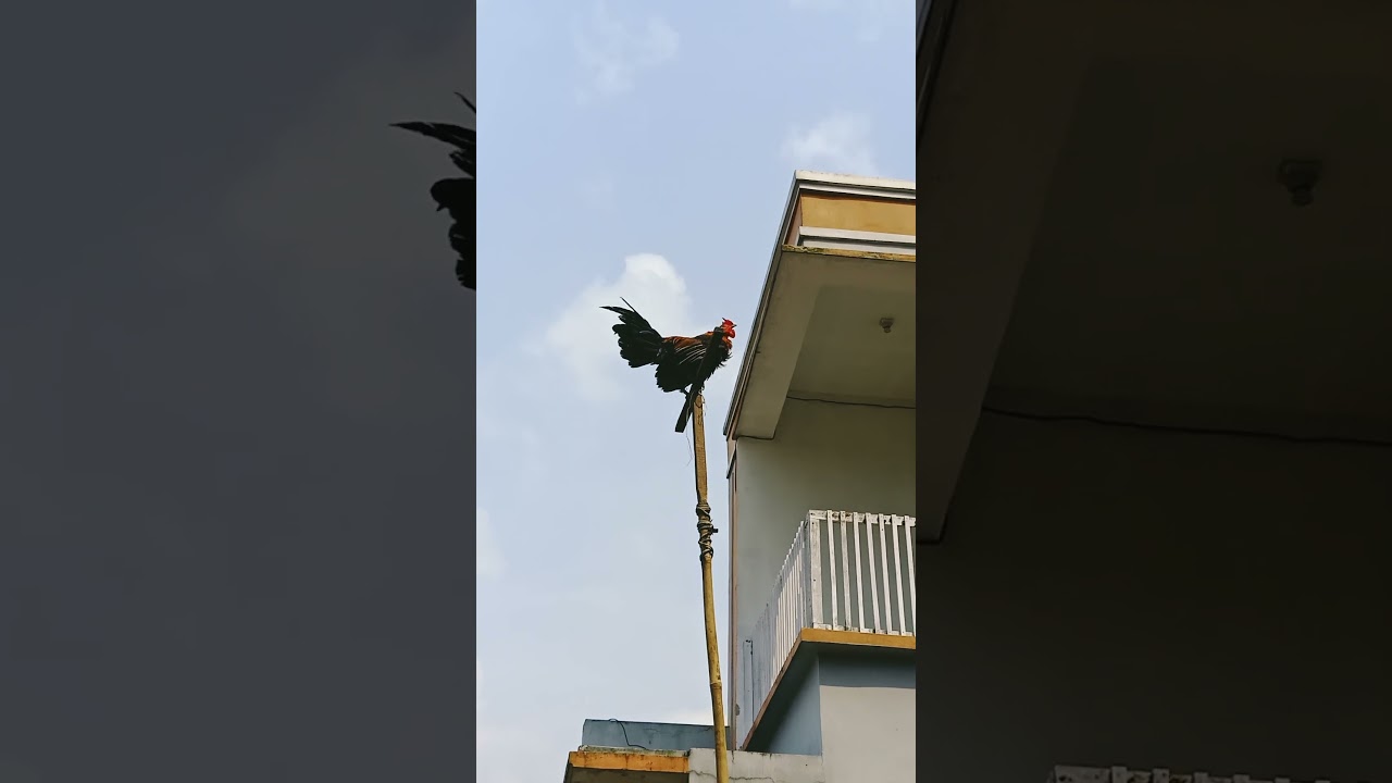 Sound the red junglefowl asia #junglefowl #redjunglefowl #redjunglefowlasia