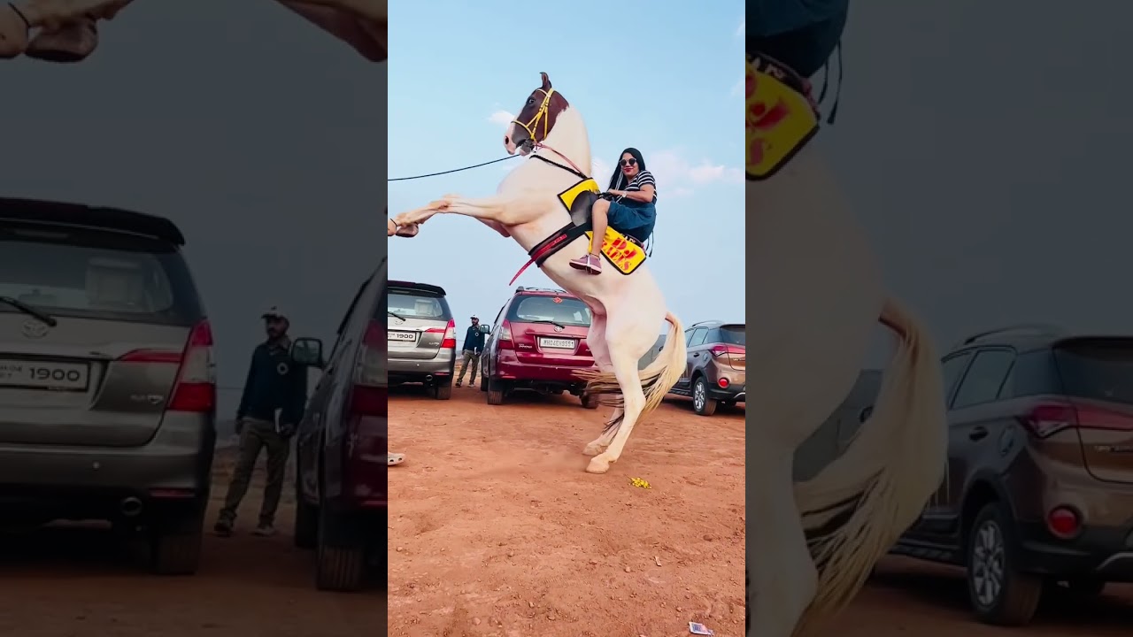 #mahableshwar #stunt #dj #do contact for horse riding #9511286567 #venna lake