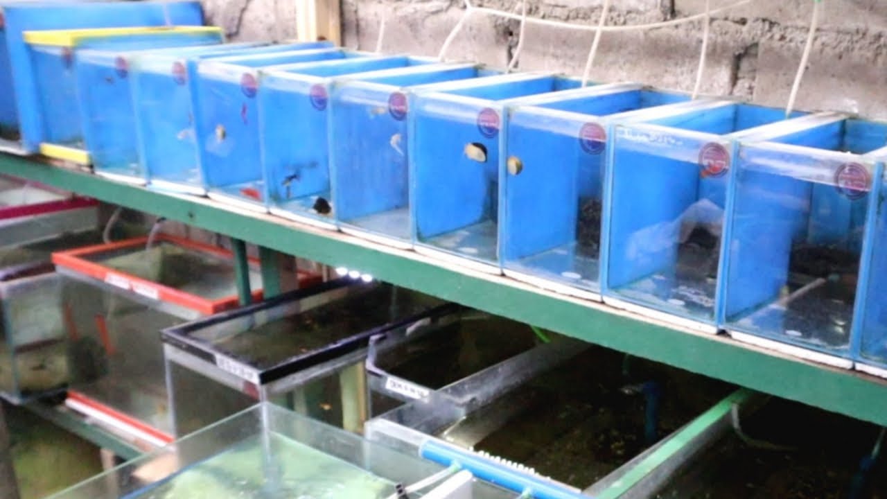FARM na hindi naMAMATAYAN ng GUPPY-Gen trias CAVITE|Teknik sa mga ALBINO para d kainin ang FRY