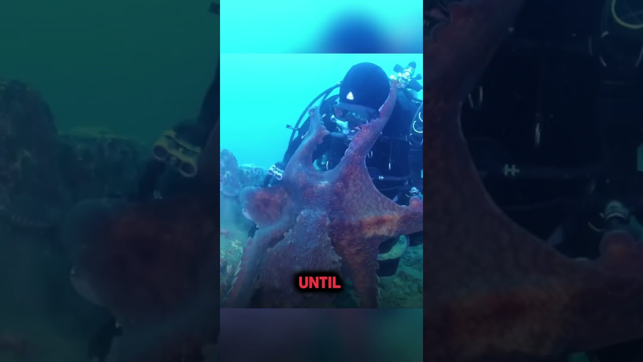 What If An Octopus Gets Stuck Onto You? 🤔