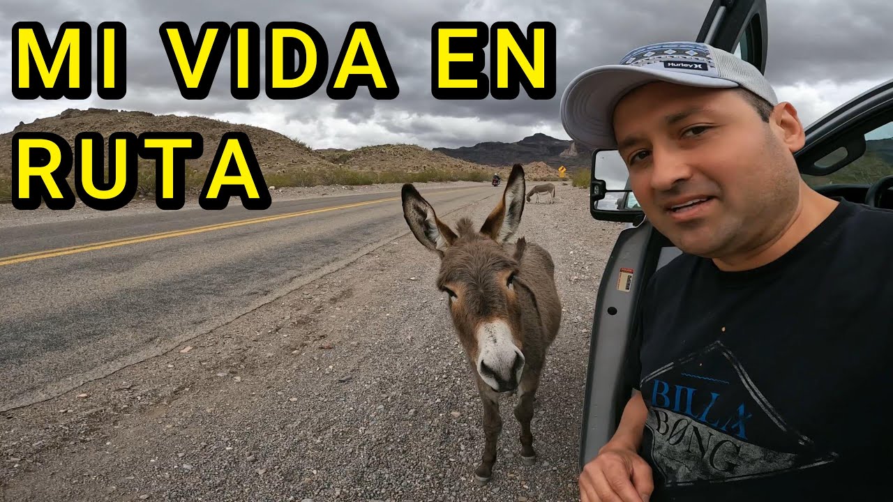 ¿Te Atreverías a Acampar en la Ruta 66 con Burros Salvajes?