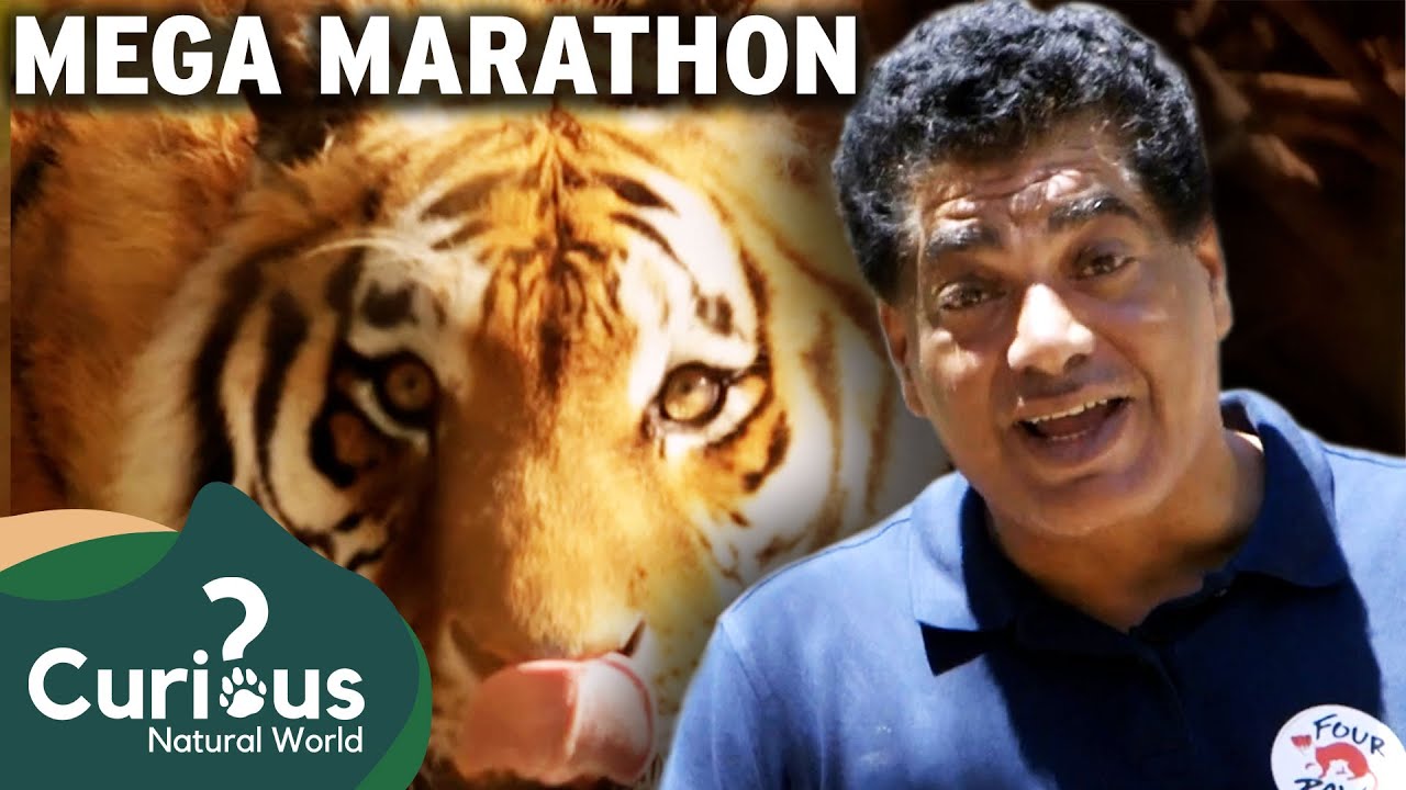 Urgent Gaza Lion Cub Rescue Mission: True Animal Emergency Mssions | Curious?: Natural World
