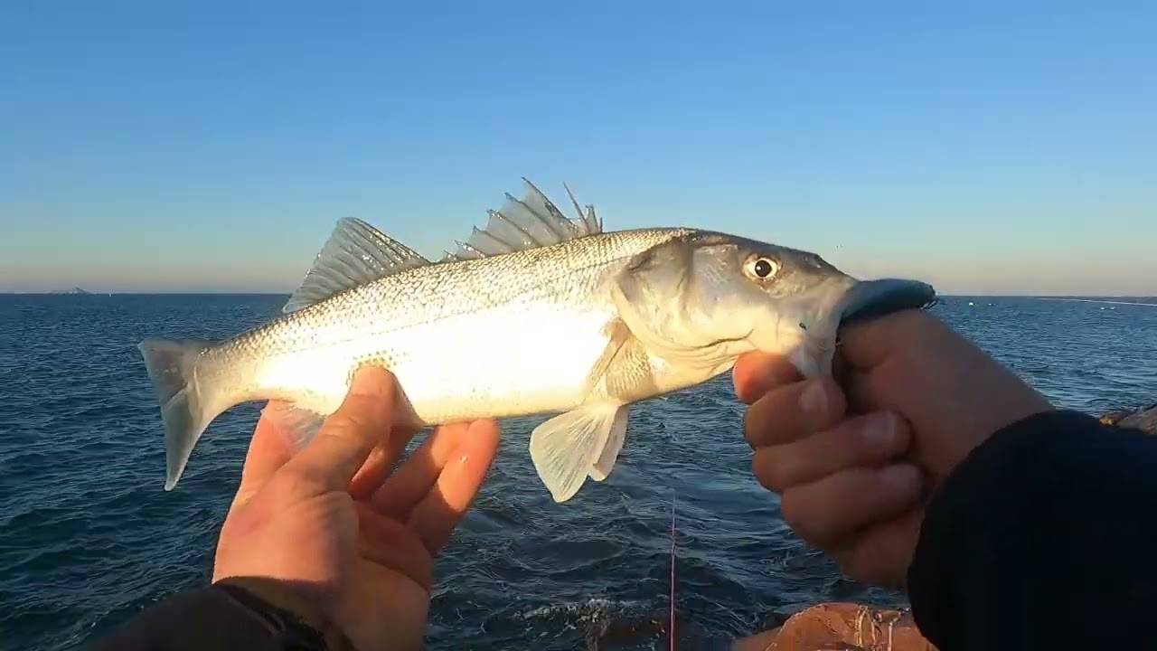 Côte d'Armor : le paradis de la pêche au bar